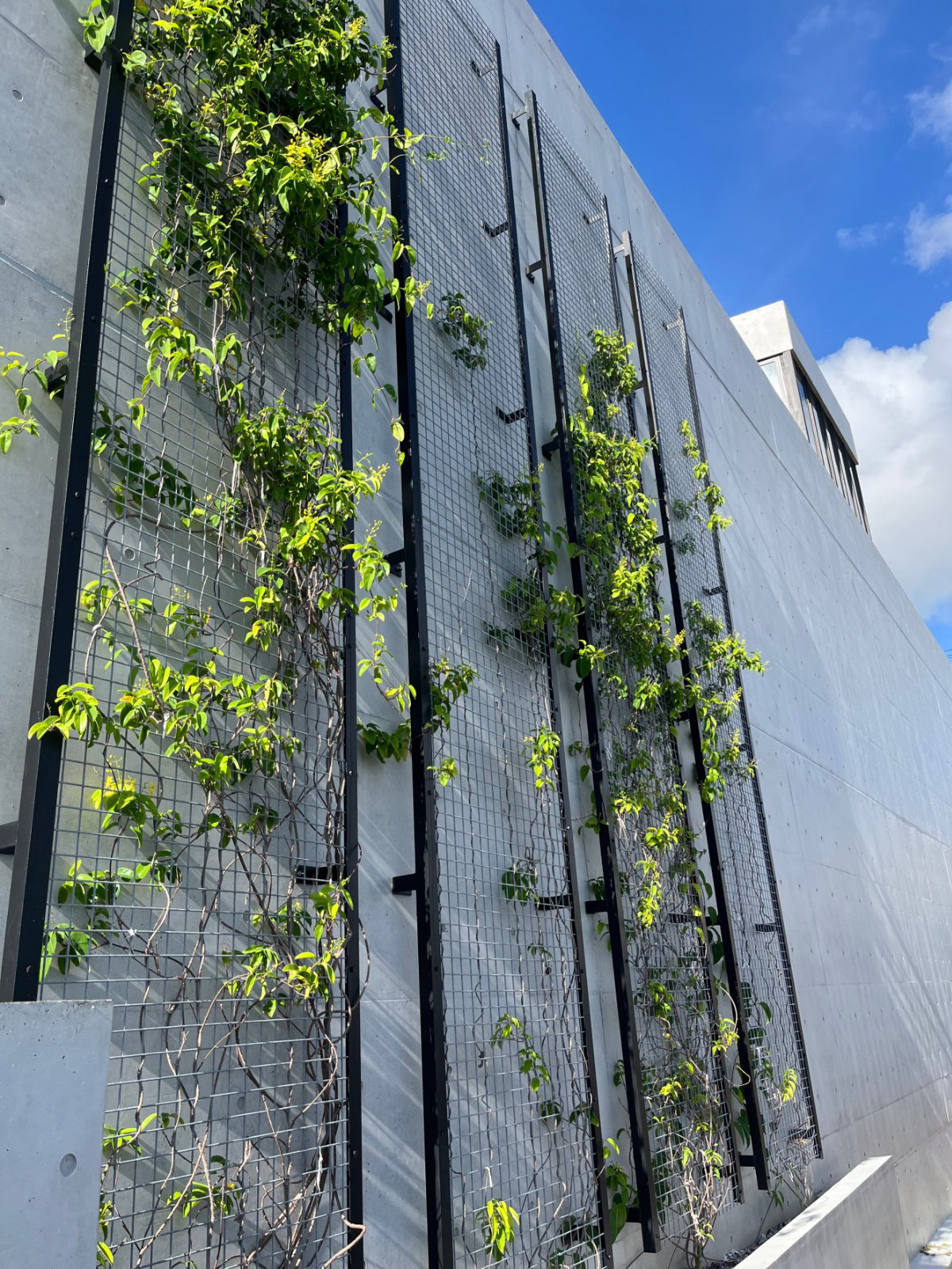 壁面緑化の提案